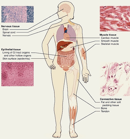 Anatomy and Physiology homework question answer, step 1, image 1